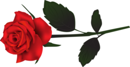 flowers & rose free transparent png image.