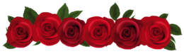 flowers & Rose free transparent png image.