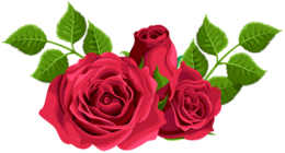 flowers & rose free transparent png image.