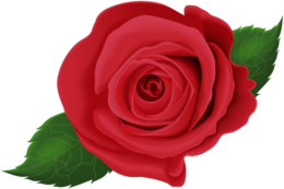 flowers & rose free transparent png image.