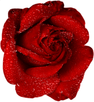 flowers & rose free transparent png image.