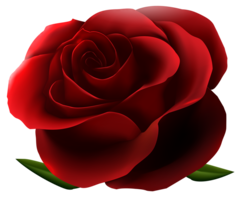 flowers & Rose free transparent png image.