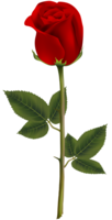 flowers & rose free transparent png image.