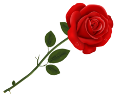 flowers & Rose free transparent png image.