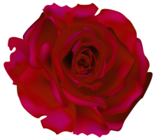 flowers & rose free transparent png image.