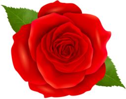 flowers & Rose free transparent png image.