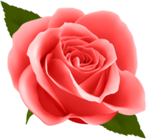 flowers & Rose free transparent png image.