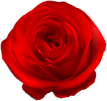 flowers & rose free transparent png image.