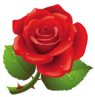 flowers & rose free transparent png image.