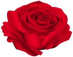 flowers & Rose free transparent png image.