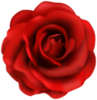 flowers & rose free transparent png image.