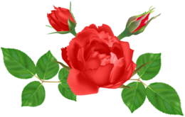 flowers & Rose free transparent png image.