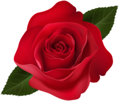 flowers & rose free transparent png image.