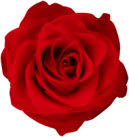 flowers & rose free transparent png image.