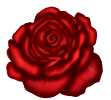 flowers & rose free transparent png image.