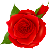 flowers & rose free transparent png image.