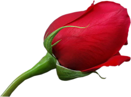 flowers & rose free transparent png image.