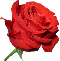 flowers & rose free transparent png image.