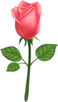 flowers & rose free transparent png image.