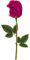 flowers & rose free transparent png image.