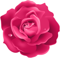 flowers & rose free transparent png image.