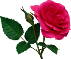 flowers & Rose free transparent png image.