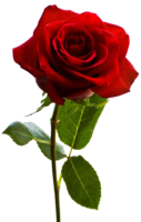 flowers & rose free transparent png image.