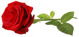 flowers & rose free transparent png image.