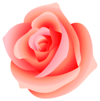 flowers & rose free transparent png image.