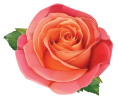 flowers & Rose free transparent png image.