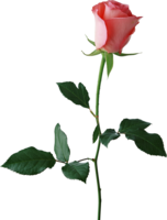 flowers & Rose free transparent png image.