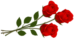 flowers & Rose free transparent png image.