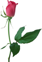 flowers & Rose free transparent png image.