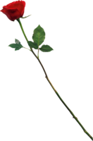 flowers & rose free transparent png image.