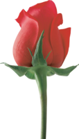 flowers & Rose free transparent png image.