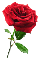 flowers & Rose free transparent png image.