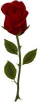 flowers & Rose free transparent png image.