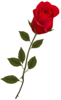 flowers & Rose free transparent png image.