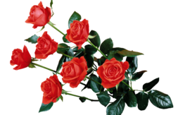 flowers & rose free transparent png image.