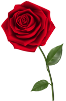 flowers & rose free transparent png image.