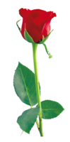 flowers & Rose free transparent png image.