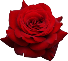 flowers & rose free transparent png image.