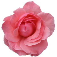 flowers & Rose free transparent png image.