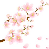 nature&Sakura png image.