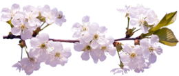 nature & sakura free transparent png image.