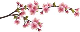 nature & Sakura free transparent png image.