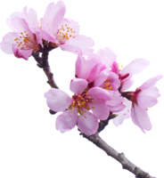 nature & Sakura free transparent png image.