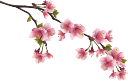 nature & sakura free transparent png image.