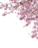 nature & Sakura free transparent png image.