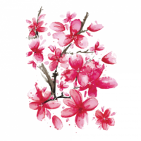 nature & sakura free transparent png image.